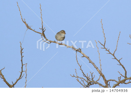 ウグイス鳴く渡良瀬遊水地 ウグイス鳴く渡良瀬遊水地 14704936