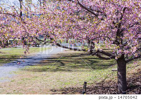 河津桜の咲く公園 14705042