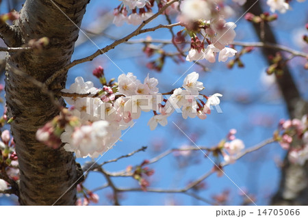 桜 14705066