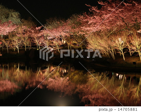 夜桜 14705881