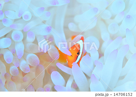 ハマクマノミ 14706152