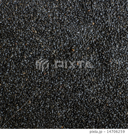 Black Sweet Basil seeds 14706259