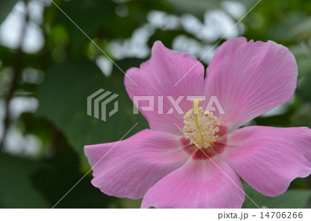 酔芙蓉 14706266