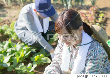 farm farm 14706444