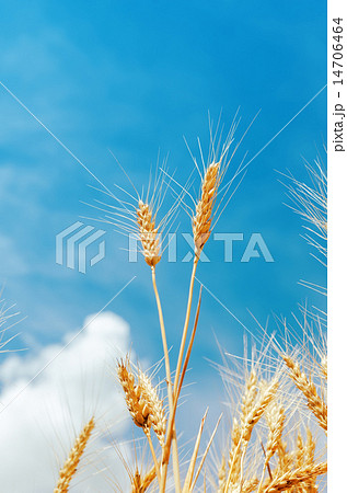 yellow wheat ears on field and blue sky 14706464