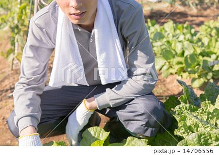 farm 14706556