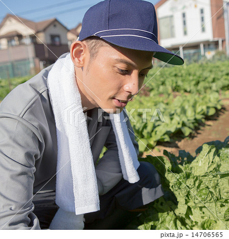 farm farm 14706565