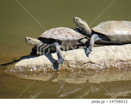 亀 14706615