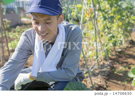 farm farm 14706630