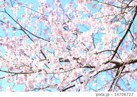 青空に桜 14706727