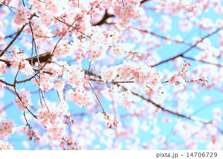 青空に桜 青空に桜 14706729