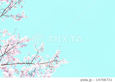 青空に桜 14706731