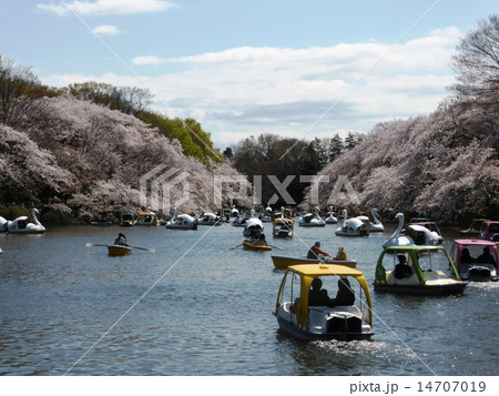 春 桜満開の井の頭公園 春 桜満開の井の頭公園 14707019