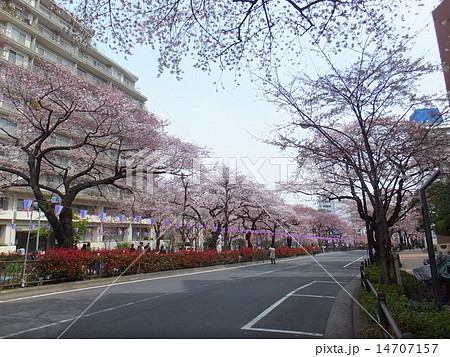 文京区 播磨坂 桜並木 文京区 播磨坂 桜並木 14707157