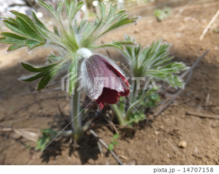 オキナグサ 春の花 オキナグサ 春の花 14707158