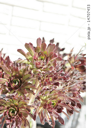多肉植物アエオニウム 14707453