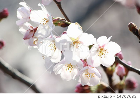 ソメイヨシノ 14707635