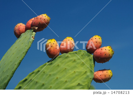 prickly pear crop 14708213