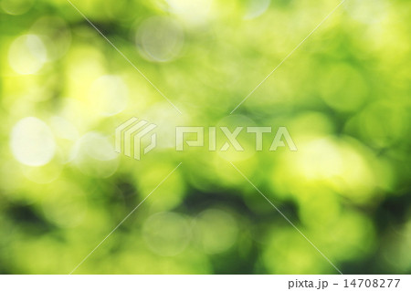 新緑の背景ボケ素材 14708277
