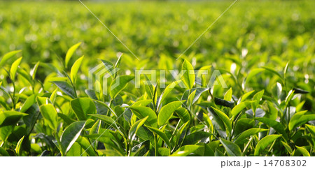 Tea plantation Tea plantation 14708302