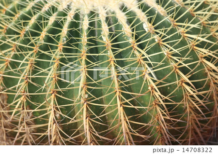 サボテン サボテン 14708322