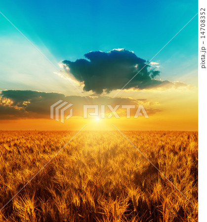 good sunset with dramatic sky over golden field 14708352