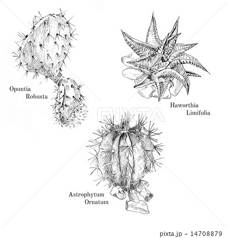 Cacti and succulent ink sketch set 14708879