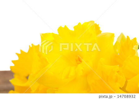 Fresh daffodil flowers border 14708932