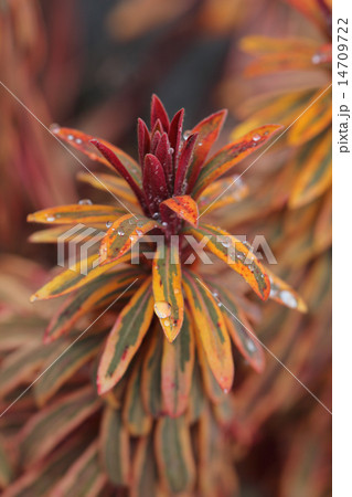 斑入りユーフォルビアの若葉と雨雫 14709722