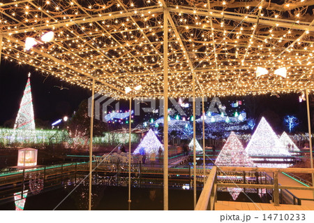 足利フラワーパーク　イルミネーション 14710233