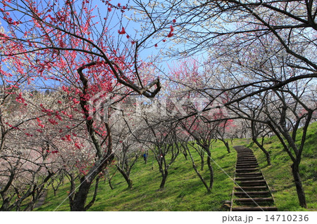 木下沢梅林 木下沢梅林 14710236