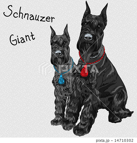 vector black Giant Schnauzer dog sitting 14710302