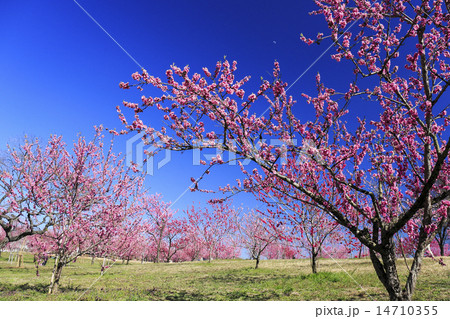 古河桃まつり１ 14710355