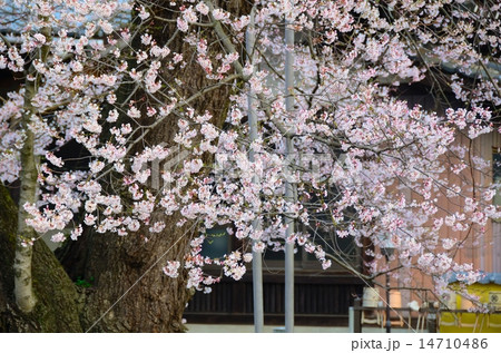 春の歓喜寺　（歓喜寺のエドヒガン） 14710486