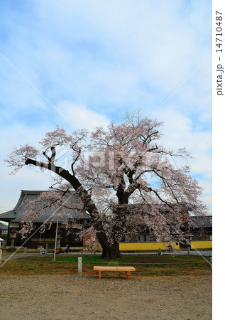 春の歓喜寺　（歓喜寺のエドヒガン） 14710487
