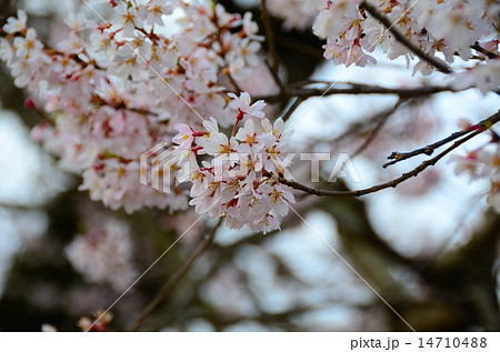 春の歓喜寺　（歓喜寺のエドヒガン） 14710488