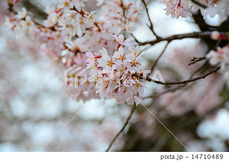 春の歓喜寺　（歓喜寺のエドヒガン） 14710489