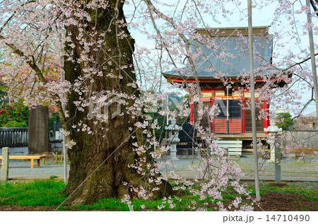 春の歓喜寺 (歓喜寺のエドヒガン) 春の歓喜寺 (歓喜寺のエドヒガン) 14710490