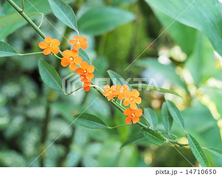 オレンジの小さい花の写真素材
