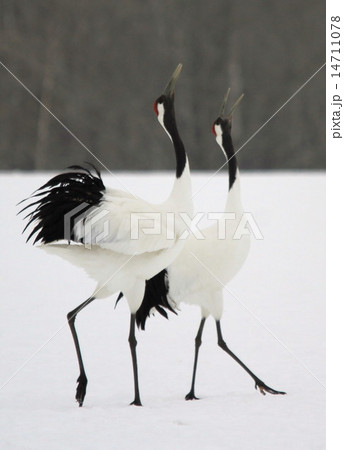 丹頂 14711078