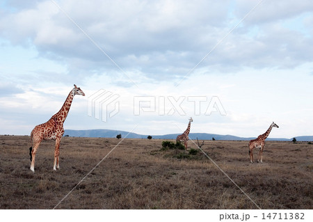 Masai or Kilimanjaro Giraffe 14711382