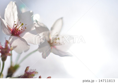 透かしサクラ 14711813