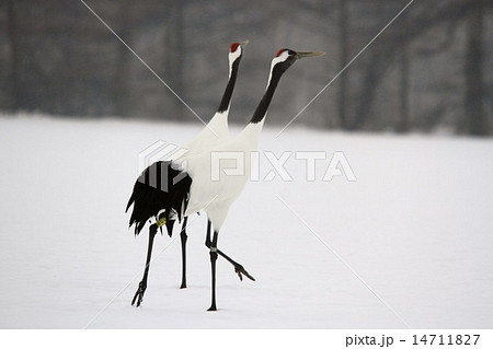 丹頂 丹頂 14711827