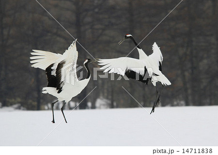丹頂 14711838