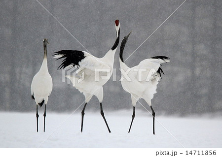 丹頂 14711856