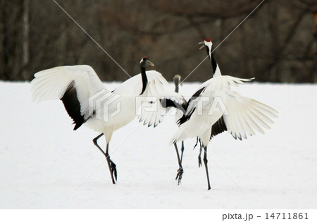 丹頂 14711861