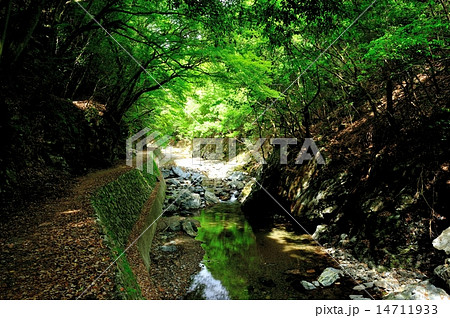 清滝川の新緑 清滝川の新緑 14711933