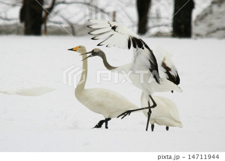 丹頂 14711944