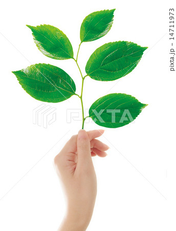 eco 14711973