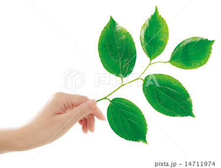 eco eco 14711974